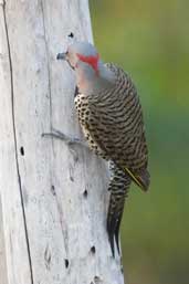 Male Northern Flicker, Soplillar, Zapata Swamp, Cuba, February 2005 - click on image for a larger view