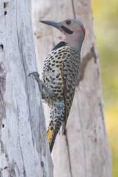 Male Northern Flicker, Soplillar, Zapata Swamp, Cuba, February 2005 - click on image for a larger view