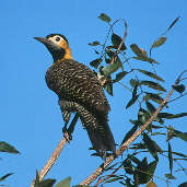 Campo Flicker, Goiás, Brazil, April 2001 - click for larger image