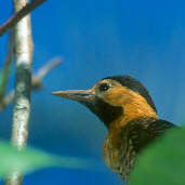 Campo Flicker, Goiás, Brazil, April 2001 - click for larger image