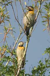 Campo Flicker, Intervales, São Paulo, Brazil, April 2004 - click for larger image