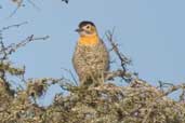 Field Flicker, Barra do Quaraí, Rio Grande do Sul, Brazil, August 2004 - click for larger image