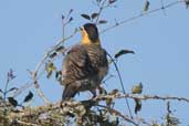 Field Flicker, Barra do Quaraí, Rio Grande do Sul, Brazil, August 2004 - click for larger image