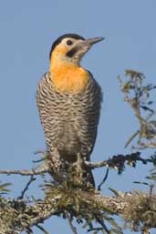 Field Flicker, Barra do Quaraí, Rio Grande do Sul, Brazil, August 2004 - click for larger image