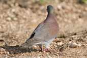 Pale-vented Pigeon, Pantanal, Mato Grosso, Brazil, December 2006 - click for larger image