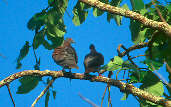 Pale-vented Pigeon, Manaus, Brazil, July 2001 - click for larger image