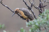 Northern Andean Flicker, Abra Calla Calla, Amazonas, Peru, October 2018 - click on image for a larger view