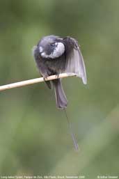 Long-tailed Tyrant, Parque de Zizo, São Paulo, Brazil, November 2006 - click for larger image