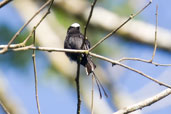 Long-tailed Tyrant, Serra Bonita, Camacan, Bahia, Brazil, November 2008 - click for larger image