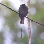 Long-tailed Tyrant, Boa Nova, Bahia, Brazil, August 2002 - click for larger image