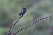 Long-tailed Tyrant, Boa Nova, Bahia, Brazil, August 2002 - click for larger image