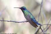 Sparkling Violetear, Putre, Chile, February 2007 - click for larger image