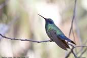 Sparkling Violetear, Putre, Chile, February 2007 - click for larger image
