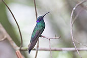 Sparkling Violetear, Waqanki Lodge, San Martin, October 2018 - click for larger image