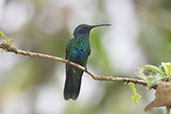 Sparkling Violetear, Abra Patricia, Amazonas, October 2018 - click for larger image