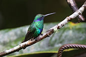 Sparkling Violetear, Huembo Reserve, Amazonas, October 2018 - click for larger image