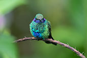 Sparkling Violetear, Wildsumaco, Napo, Ecuador, November 2019 - click for larger image