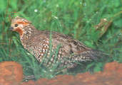 Crested Bobwhite, Roraima, Brazil, July 2001 - click for larger image