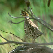 Crested Bobwhite, Roraima, Brazil, July 2001 - click for larger image