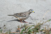 Croaking Ground Dove, Jaen, Cajamarca, Peru, October 2018 - click for larger image