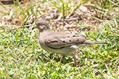 Croaking Ground Dove, Chaparri, Lambayeque, Peru, October 2018 - click for larger image