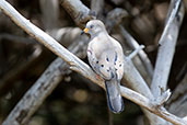 Croaking Ground Dove, Chaparri, Lambayeque, Peru, October 2018 - click for larger image