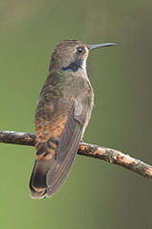 Brown Violetear, Santa Marta Mountains, Magdalena, Colombia, April 2012 - click for larger image