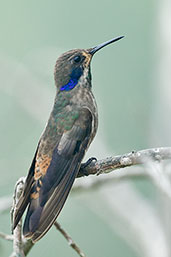 Brown Violetear, Santa Marta Mountains, Magdalena, Colombia, April 2012 - click for larger image