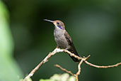 Brown Violetear, Wildsumaco Lodge, Napo, Ecuador, November 2019 - click for larger image