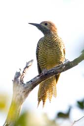 Female Fernandina's Flicker, Soplillar, Zapata Swamp, Cuba, February 2005 - click on image for a larger view