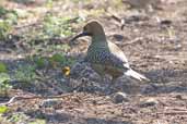 Male Fernandina's Flicker, Soplillar, Zapata Swamp, Cuba, February 2005 - click on image for a larger view