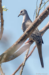 Inca Dove, Cuero y Salado, Honduras, March 2015 - click on image for a larger view