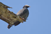 Male White-crowned Pigeon, La Güira, Cuba, February 2005 - click on image for a larger view