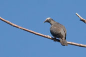 Female (?) White-crowned Pigeon, La Güira, Cuba, February 2005 - click on image for a larger view