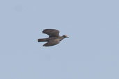 Immature (?) White-crowned Pigeon, Soplillar, Zapata Swamp, Cuba, February 2005 - click on image for a larger view