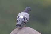 Feral Pigeon, São Paulo City, São Paulo, Brazil, October 2005 - click for larger image