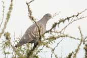 Spot-winged Pigeon, Barra do Quaraí, Rio Grande do Sul, Brazil, August 2004 - click for larger image