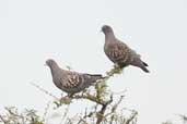 Spot-winged Pigeon, Barra do Quaraí, Rio Grande do Sul, Brazil, August 2004 - click for larger image