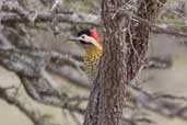 Male Green-barred Woodpecker, Barra do Quaraí, Rio Grande do Sul, Brazil, August 2004 - click for larger image