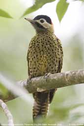 Female Green-barred Woodpecker, Parque de Zizo, São Paulo, Brazil, November 2006 - click for larger image