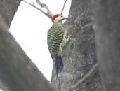 Male Green-barred Woodpecker, Lençois, Bahia, Brazil, July 2002 - click for larger image