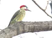 Male Green-barred Woodpecker, Lençois, Bahia, Brazil, July 2002 - click for larger image