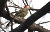 Female Green-barred Woodpecker, Lençois, Bahia, Brazil, July 2002 - click for larger image