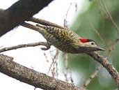 Female Green-barred Woodpecker, Lençois, Bahia, Brazil, July 2002 - click for larger image
