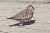 Common Ground-dove, Zapata Swamp, Cuba, February 2005 - click for larger image