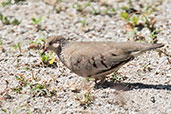 Common Ground-dove, Roatan, Honduras, March 2015 - click for larger image