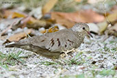 Common Ground-dove, Roatan, Honduras, March 2015 - click for larger image