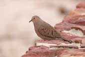 Common Ground-dove, Manaus, Amazonas, Brazil, Sept 2003 - click for larger image