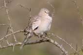 Female Picui Ground-dove, Barra do Quaraí, Rio Grande do Sul, Brazil, August 2004 - click for larger image