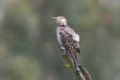 Juvenile Chilean Flicker, Lago Peñuelos N.P., Chile, November 2005 - click for larger image